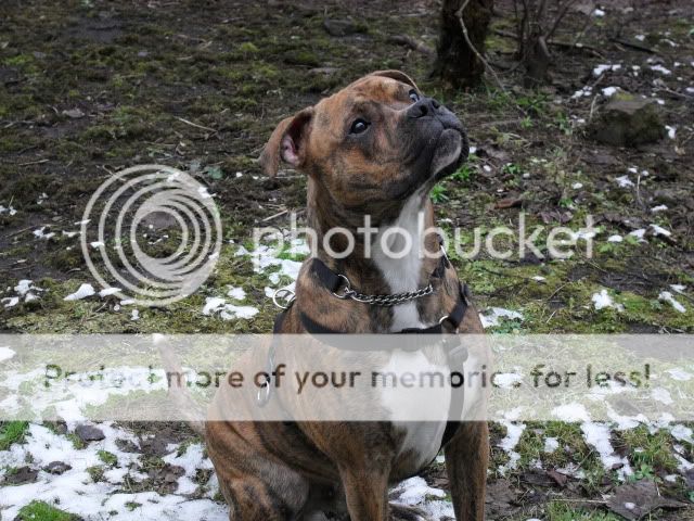 Staffy Cross Boxer