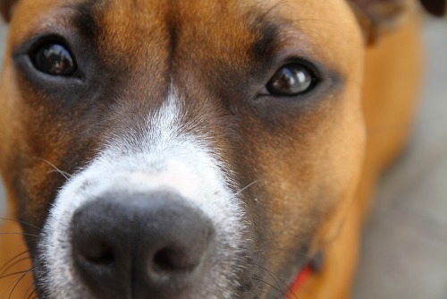 Staffy Cross Boxer