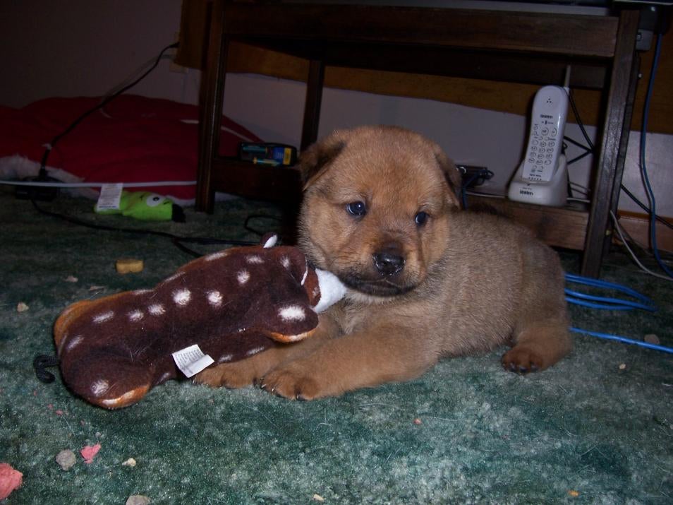 Staffy Cross Boxer Dog