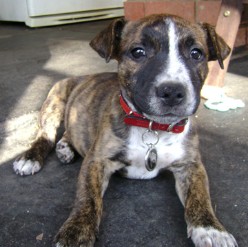 Staffy Cross Boxer Dog