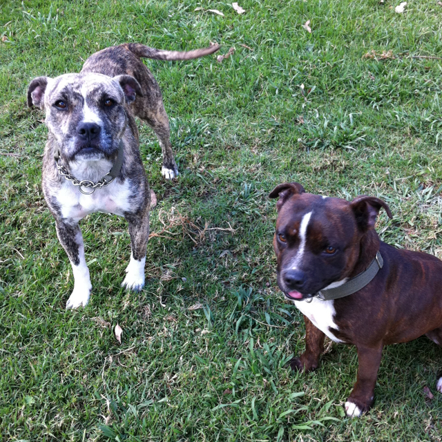 Staffy Cross Boxer Dog