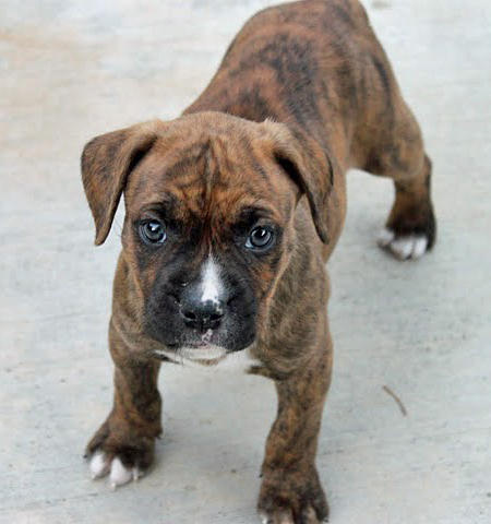 Staffy Cross Boxer Puppies For Sale