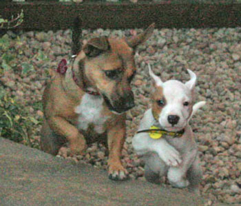 Staffy Cross Boxer Puppies For Sale