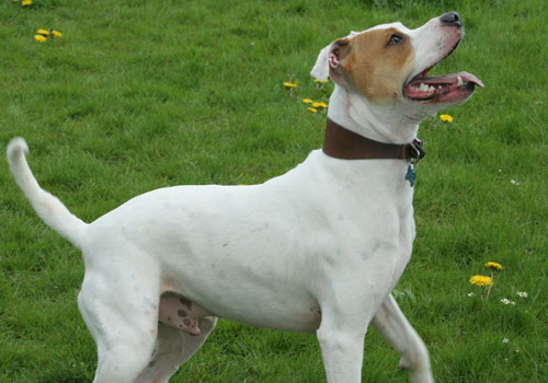 Staffy Cross Boxer Puppy