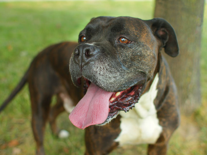 Staffy Cross Boxer Pups For Sale