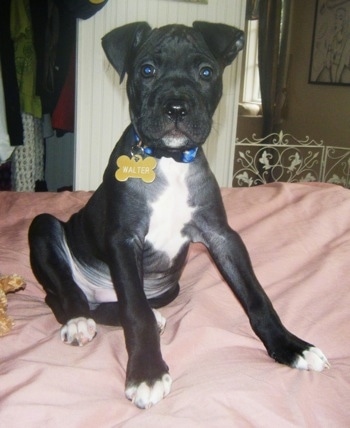 Staffy Cross Boxer Pups For Sale