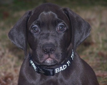 Staffy Cross Boxer Pups For Sale