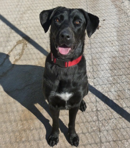 Staffy Cross Jack Russell Black