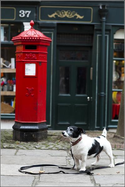 Staffy Cross Jack Russell Black