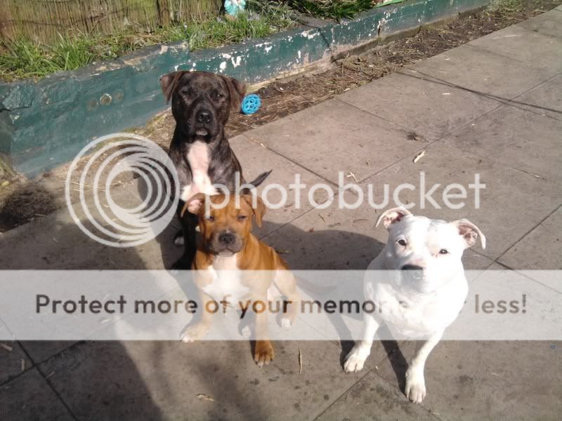 Staffy Cross Jack Russell Dogs