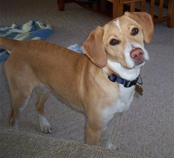 Staffy Cross Jack Russell Dogs