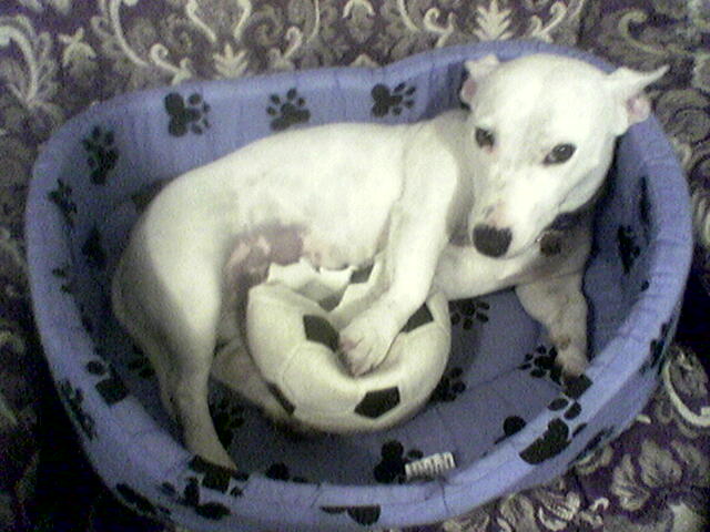 Staffy Cross Jack Russell Puppy