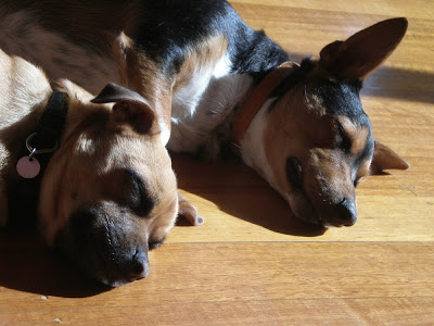 Staffy Cross Jack Russell Puppy