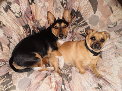 Staffy Cross Jack Russell Puppy