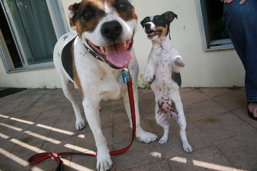 Staffy Cross Jack Russell Puppy