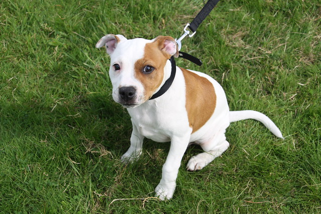 Staffy Cross Jack Russell Pups