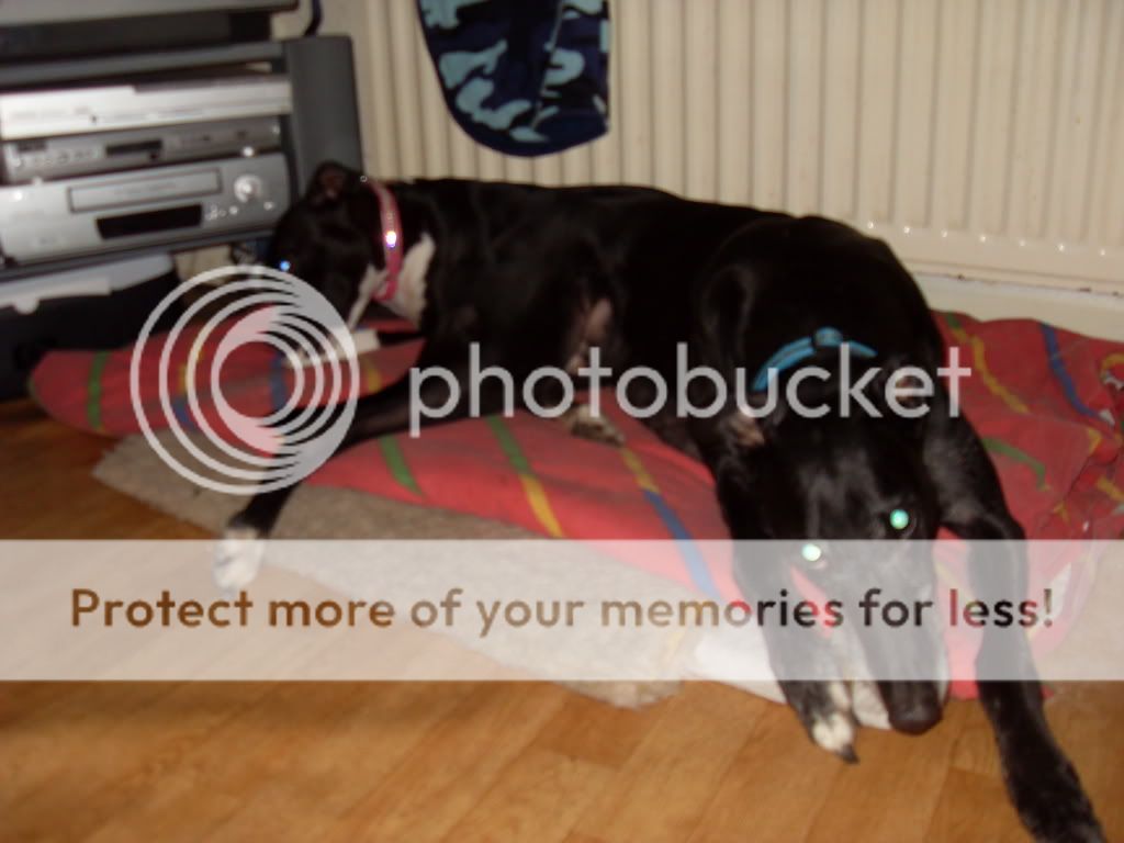 Staffy Cross Jack Russell Pups