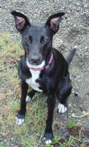 Staffy Cross Jack Russell Temperament