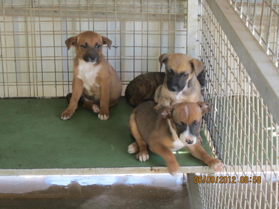 Staffy Cross Kelpie