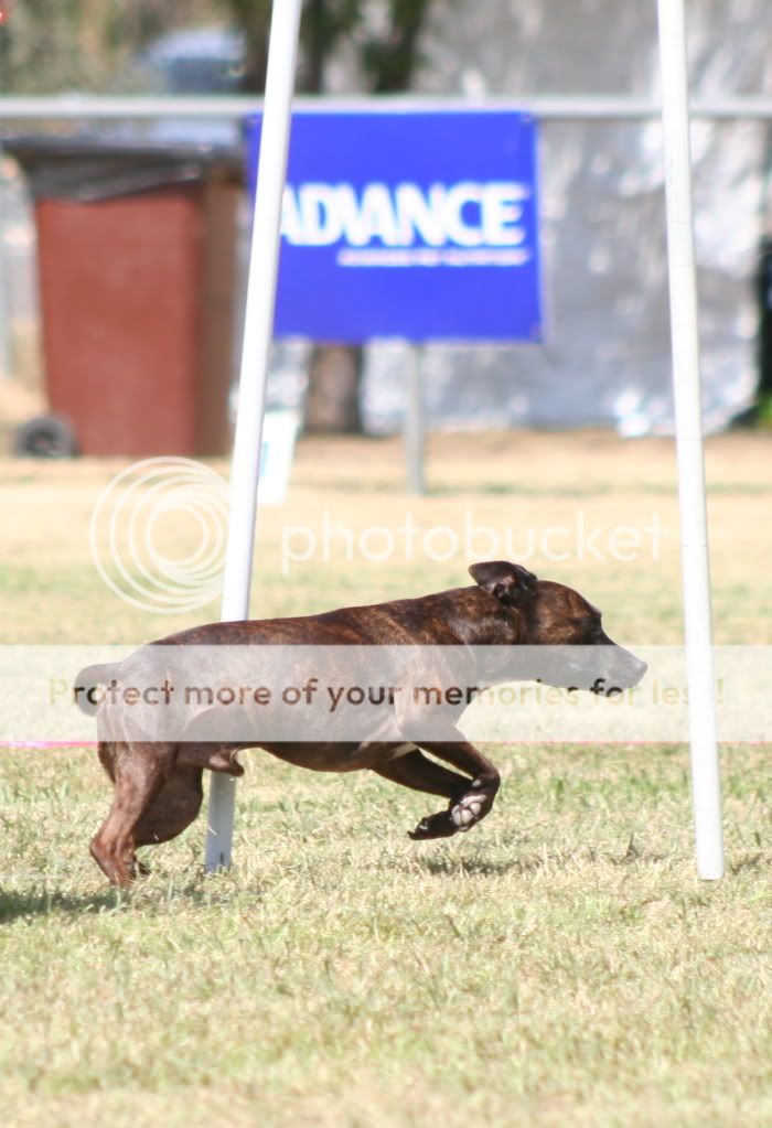 Staffy Cross Kelpie