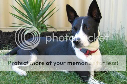 Staffy Cross Kelpie Dogs