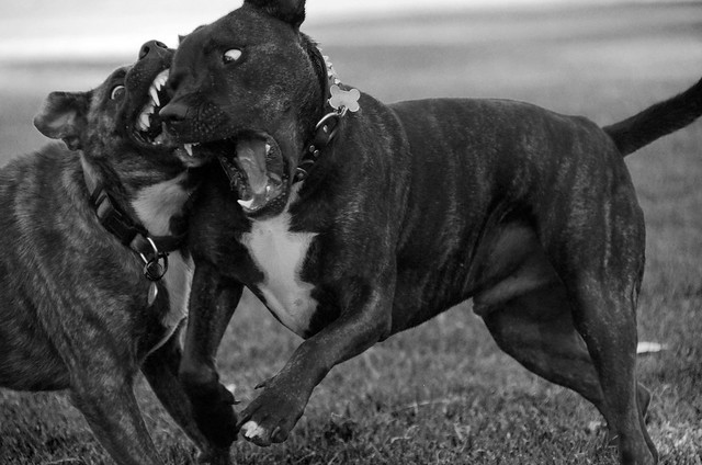 Staffy Cross Kelpie Dogs