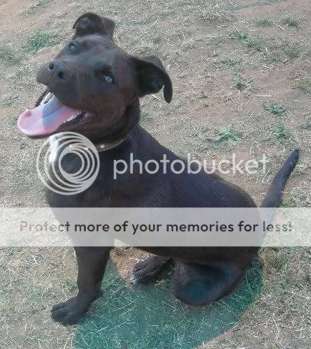 Staffy Cross Kelpie Information