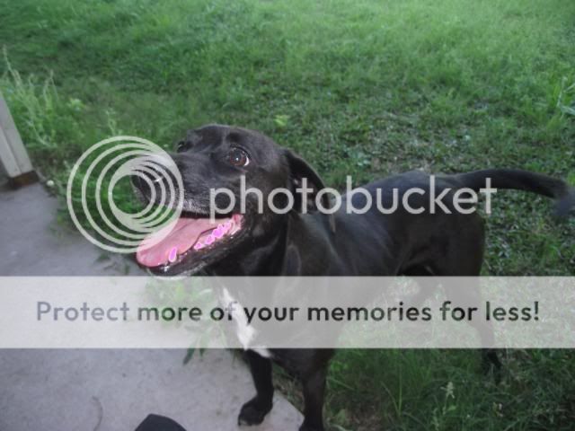 Staffy Cross Kelpie Puppy