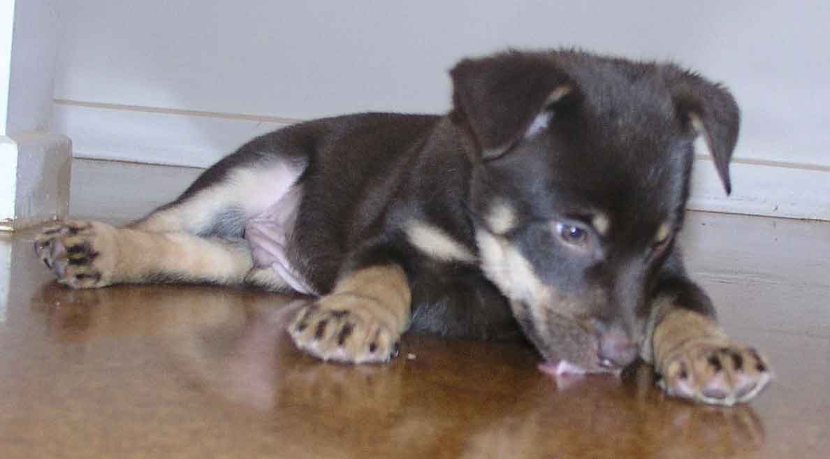 Staffy Cross Kelpie Puppy