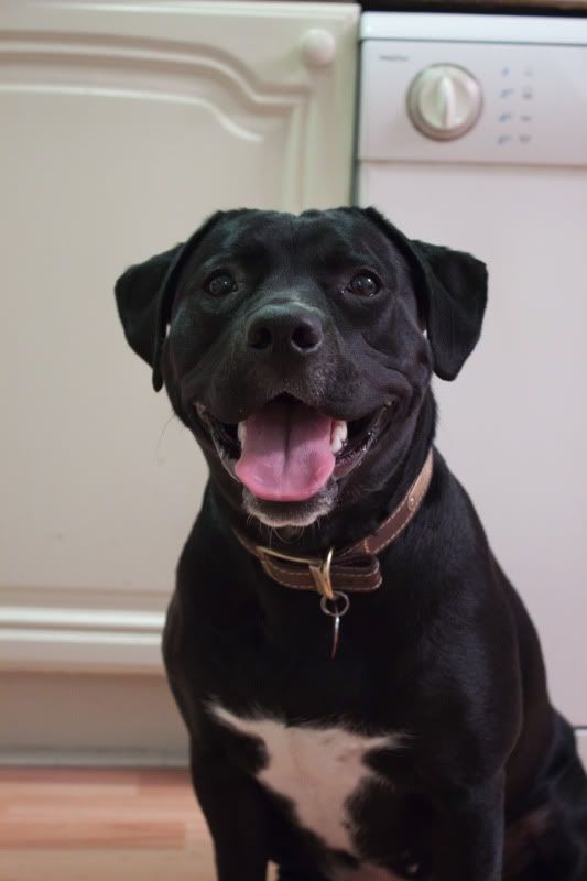 Staffy Cross Labrador