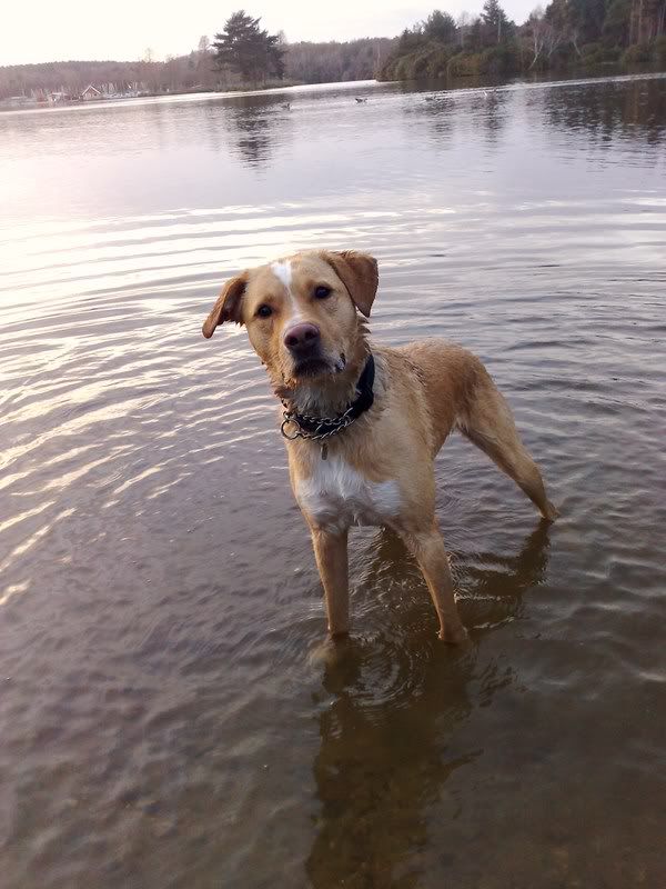 Staffy Cross Labrador