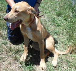 Staffy Cross Labrador