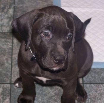 Staffy Cross Labrador Puppies For Sale