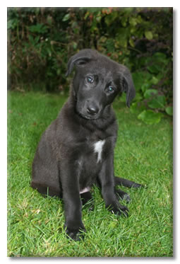 Staffy Cross Labrador Puppy