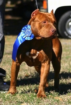 Staffy Cross Pitbull Angry