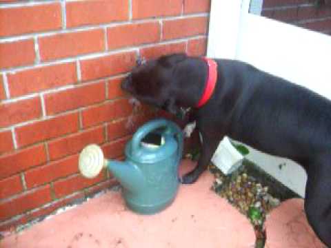 Staffy Cross Pitbull Angry