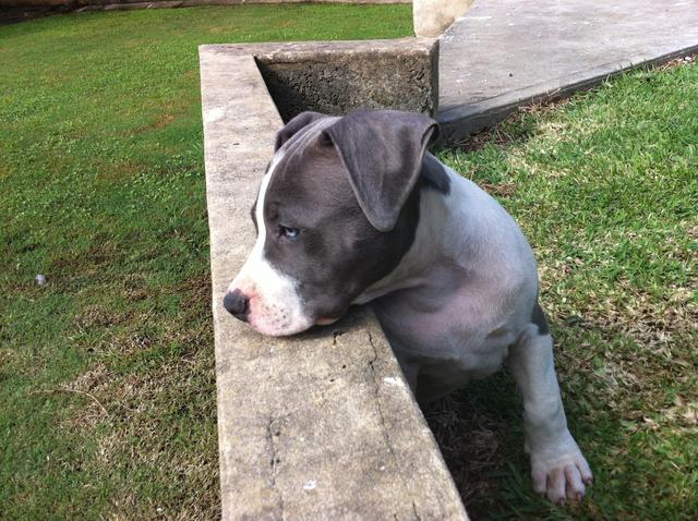 Staffy Cross Pitbull Angry