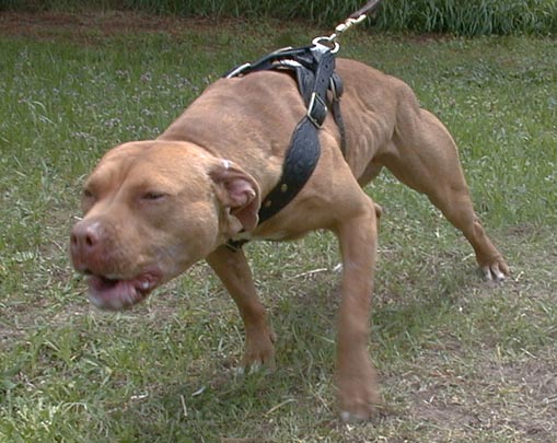 Staffy Cross Pitbull Angry