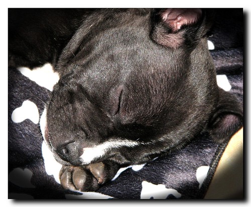 Staffy Cross Pitbull Puppy