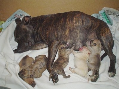 Staffy Cross Pitbull Puppy