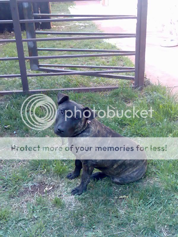 Staffy Cross Pitbull Puppy