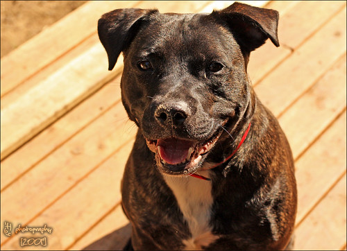 Staffy Cross Pitbull Puppy