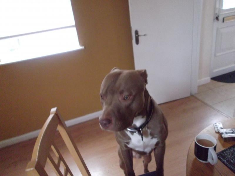 Staffy Cross Pitbull Puppy