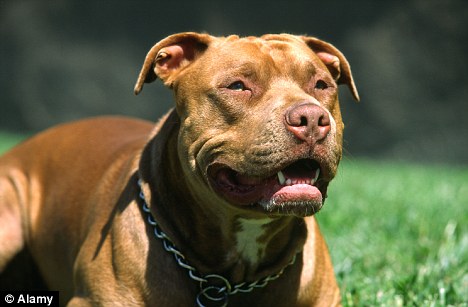 Staffy Cross Pitbull Puppy