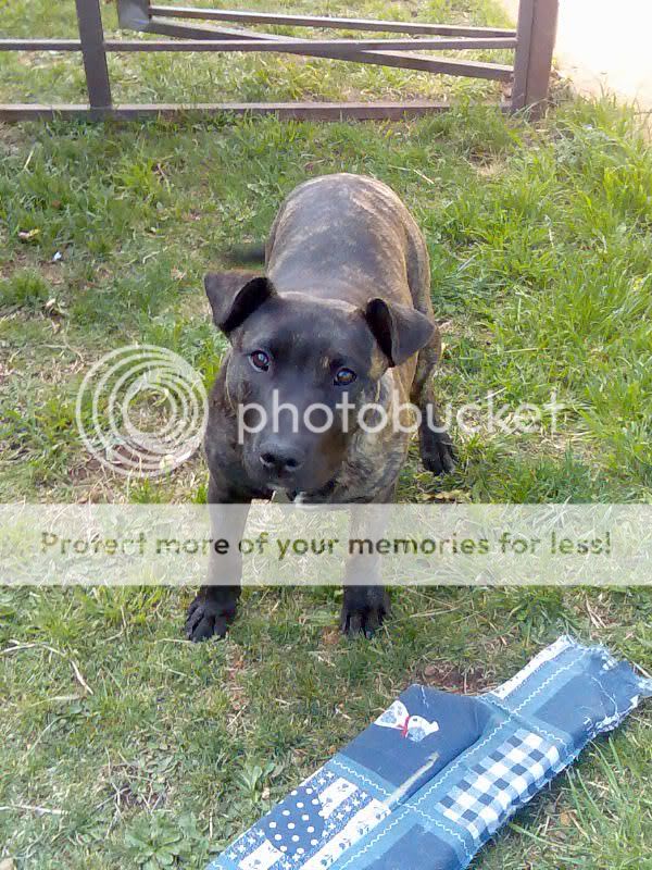 Staffy Cross Pitbull Puppy