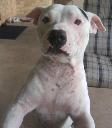 Staffy Cross Pitbull Puppy