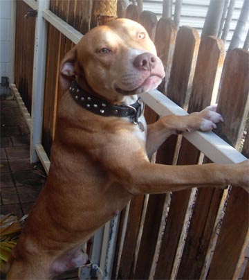 Staffy Cross Pitbull Puppy