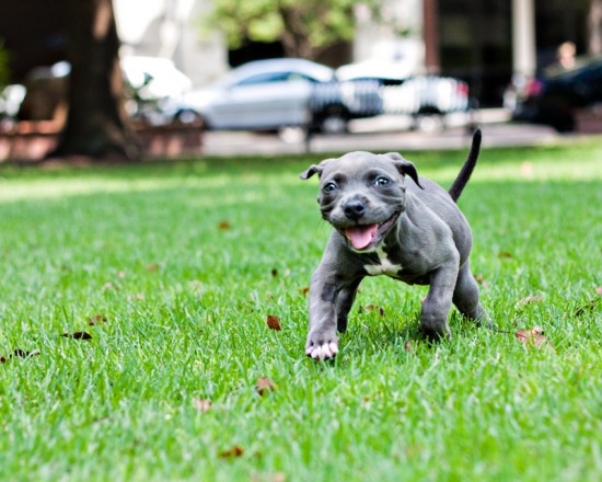 Staffy Cross Pitbull Pups