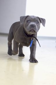 Staffy Cross Pitbull Pups