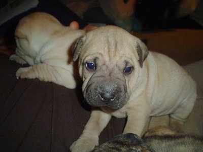 Staffy Cross Pitbull Pups